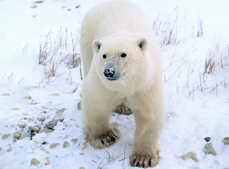 北極熊（シロクマ）〈イメージ〉