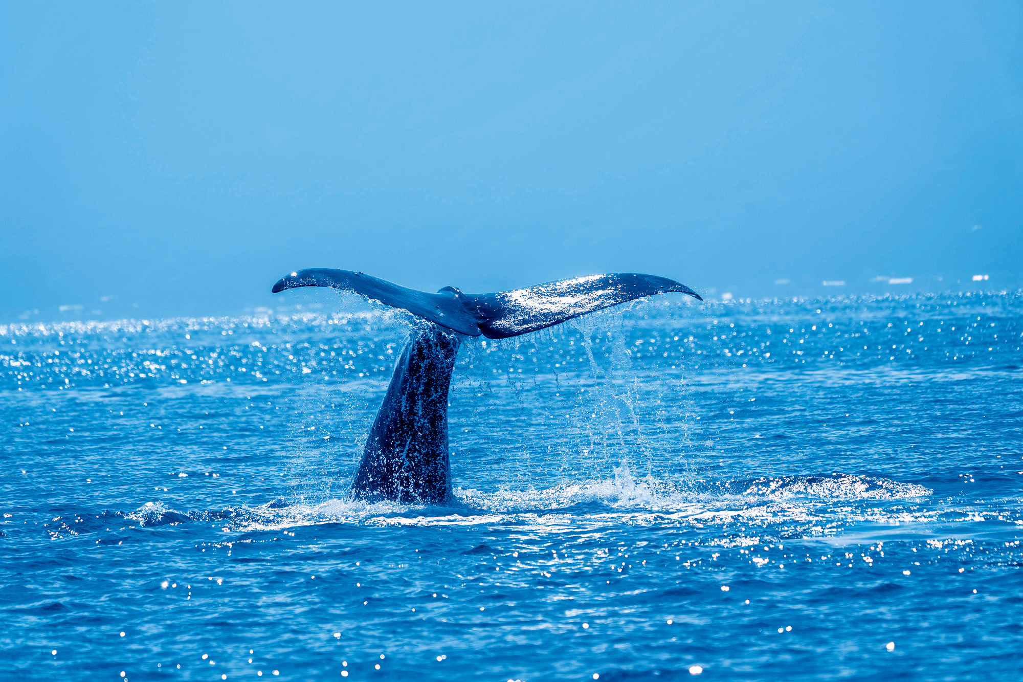 マッコウクジラ（イメージ）