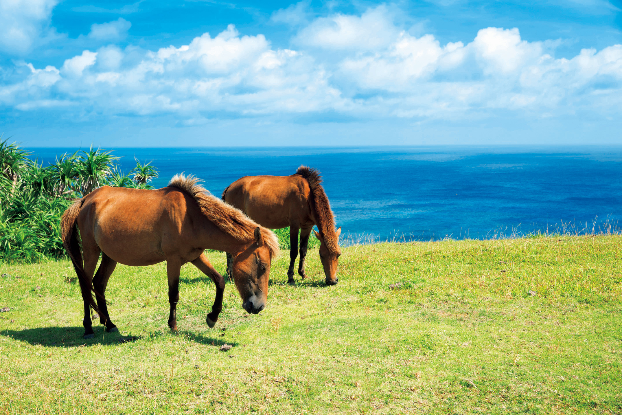 与那国島　与那国馬